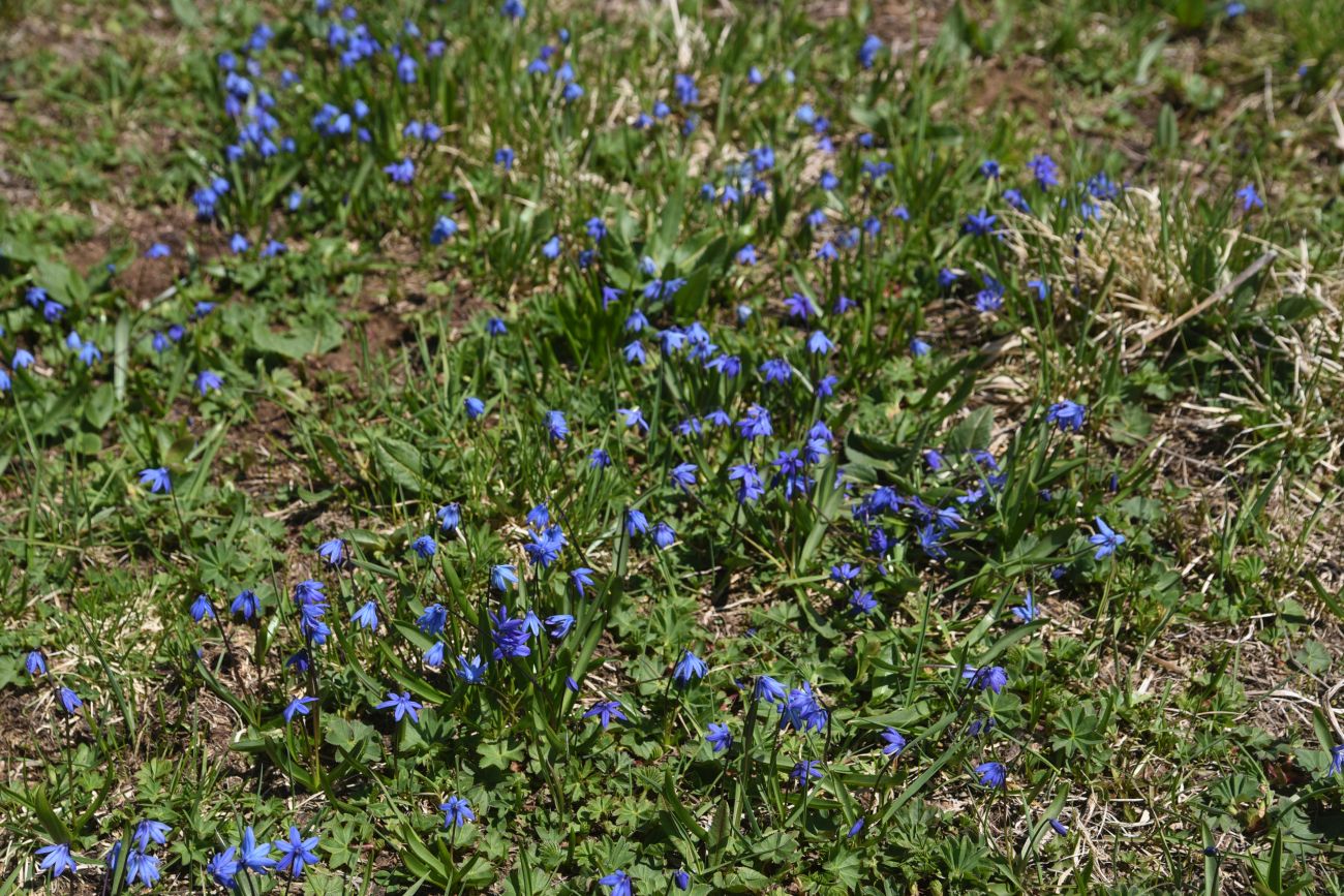Image of Scilla siberica specimen.