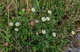 Смотреть изображение Erigeron karvinskianus