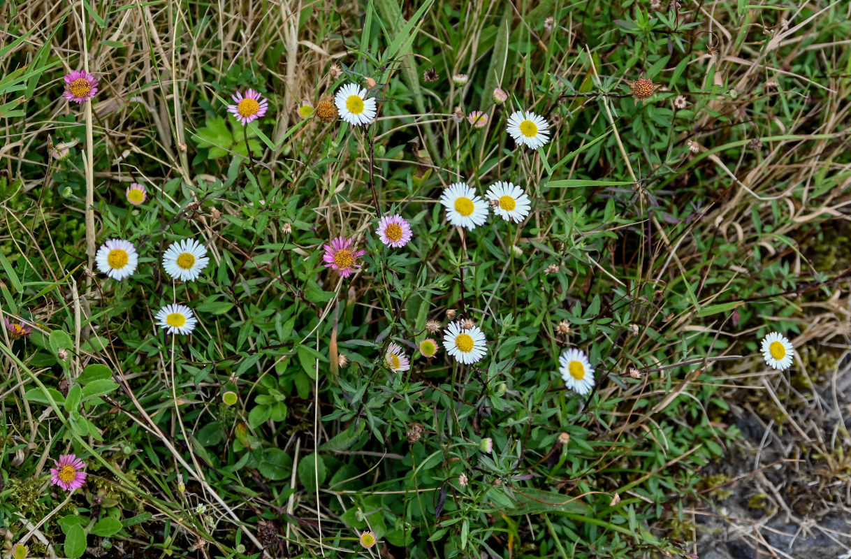 Изображение особи Erigeron karvinskianus.