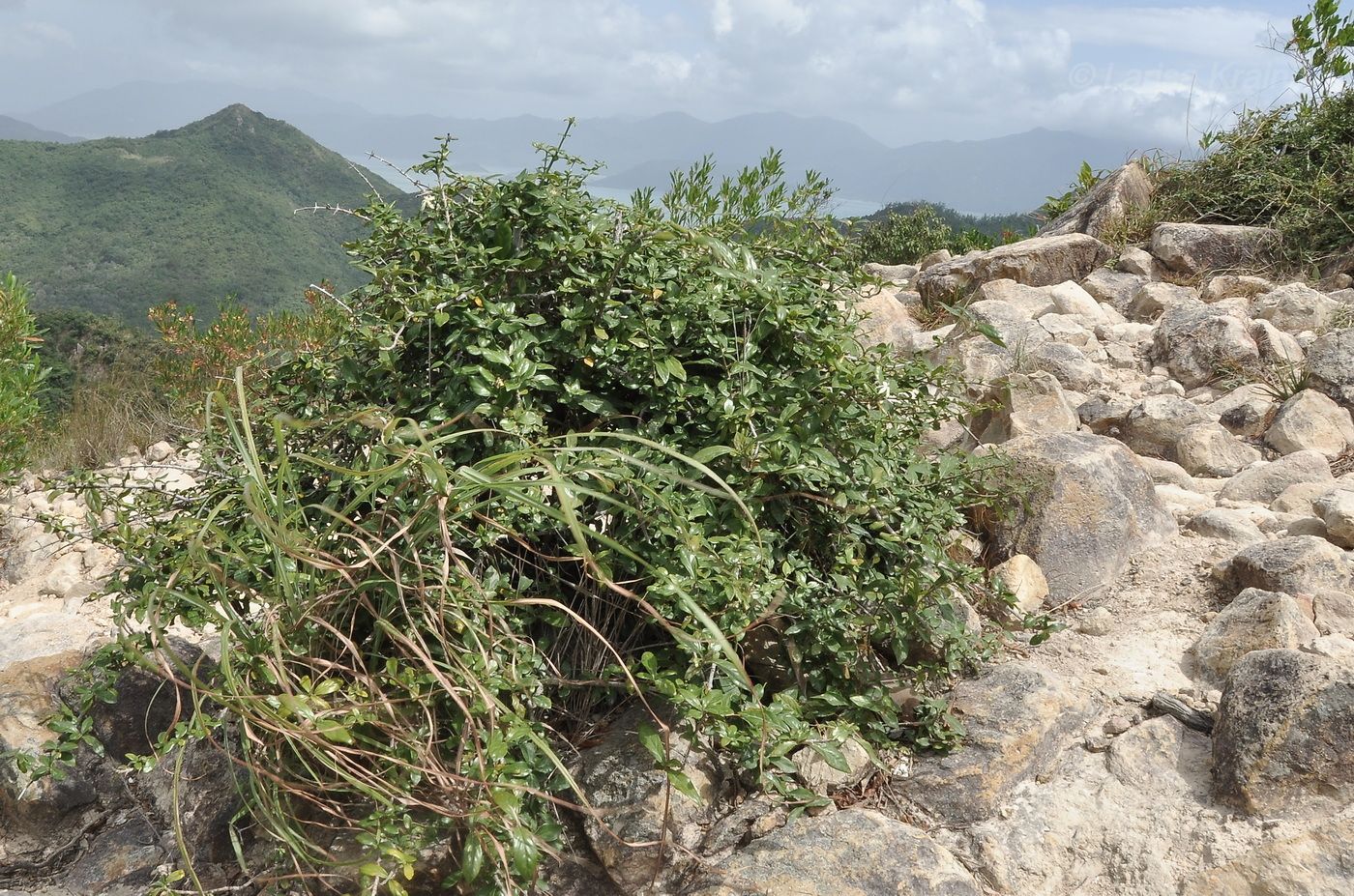 Image of familia Rubiaceae specimen.