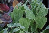 Urtica dioica. Верхушки побегов с листьями в утренем инее. Московская обл., Раменский р-н, окр. дер. Хрипань, садовый участок. 30.09.2010.