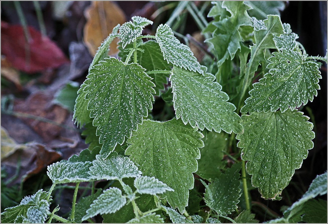 Изображение особи Urtica dioica.
