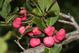 Euonymus europaeus. Верхушка побега с созревающими плодами. Томская обл., г. Томск, Сибирский ботанический сад Томского государственного университета, в культуре. 21.08.2025.