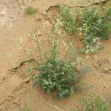 Matthiola chenopodiifolia. Цветущее растение. Узбекистан, Каракалпакстан, Амударьинский р-н, пустыня. 30 апреля 2026 г.