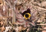 Pulsatilla × kissii. Цветок. Приморский край, Уссурийский гор. округ, окр. с. Монакино, обочина грунтовой дороги в широколиственном лесу. 18.04.2026.