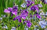 род Iris