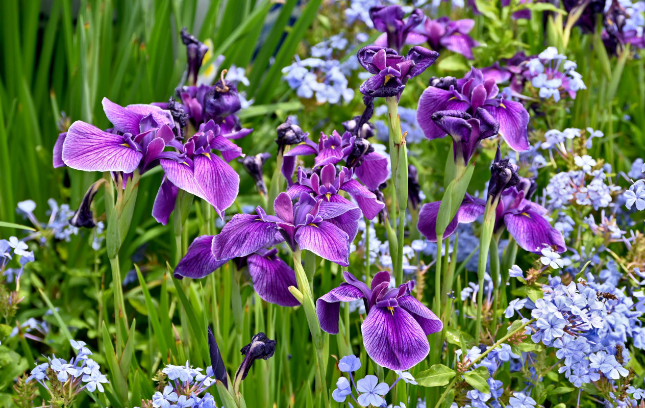 Изображение особи род Iris.