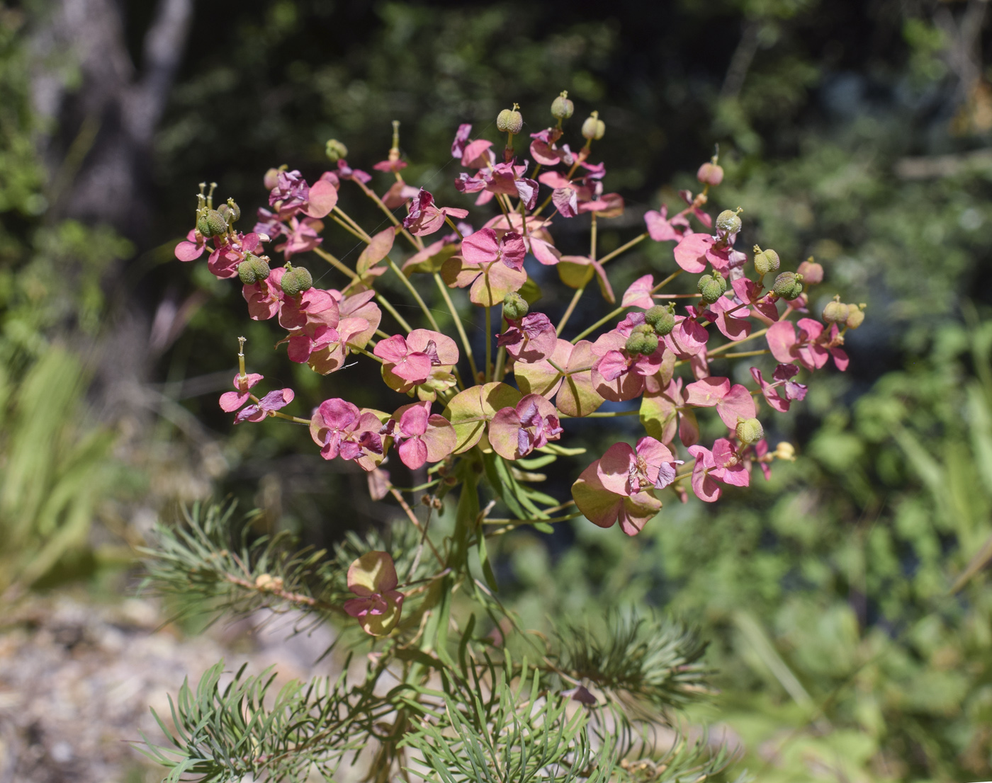 Image of Euphorbia cyparissias specimen.