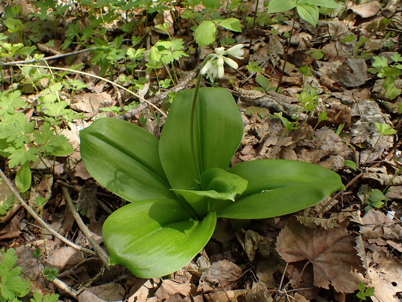 Изображение особи Clintonia udensis.