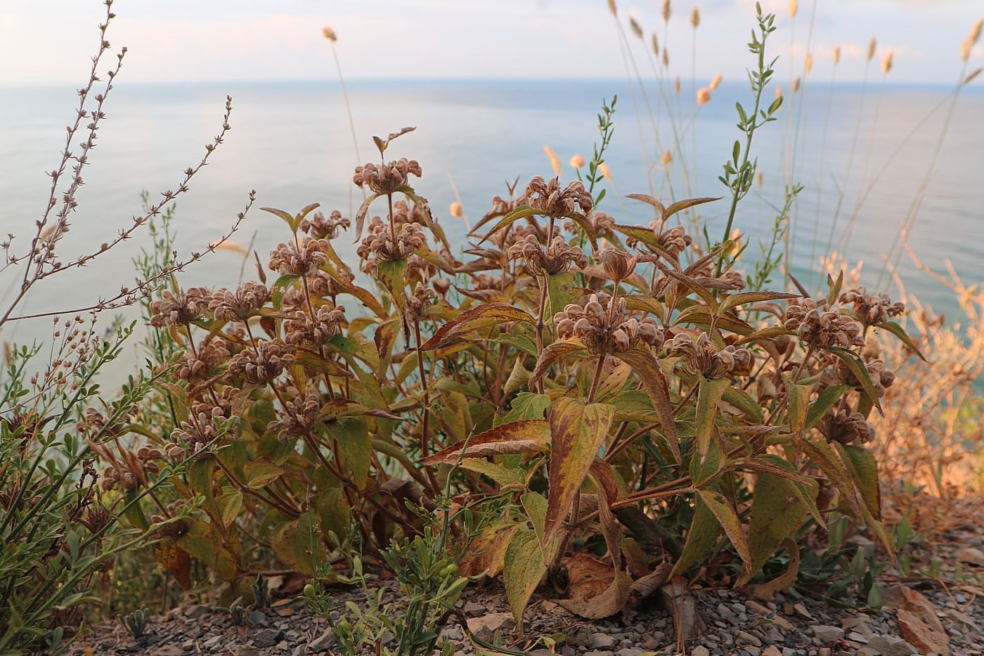 Image of Phlomis taurica specimen.
