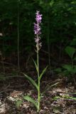 Dactylorhiza urvilleana. Цветущее растение (высота — 43 см; длина соцветия — 18 см). Краснодарский край, г/о Новороссийск, Раевский с/о, окр. станицы Раевская, пойма притока р. Маскага, 56 м н.у.м., ясенево-кленово-грабовый лес. 23.05.2025.