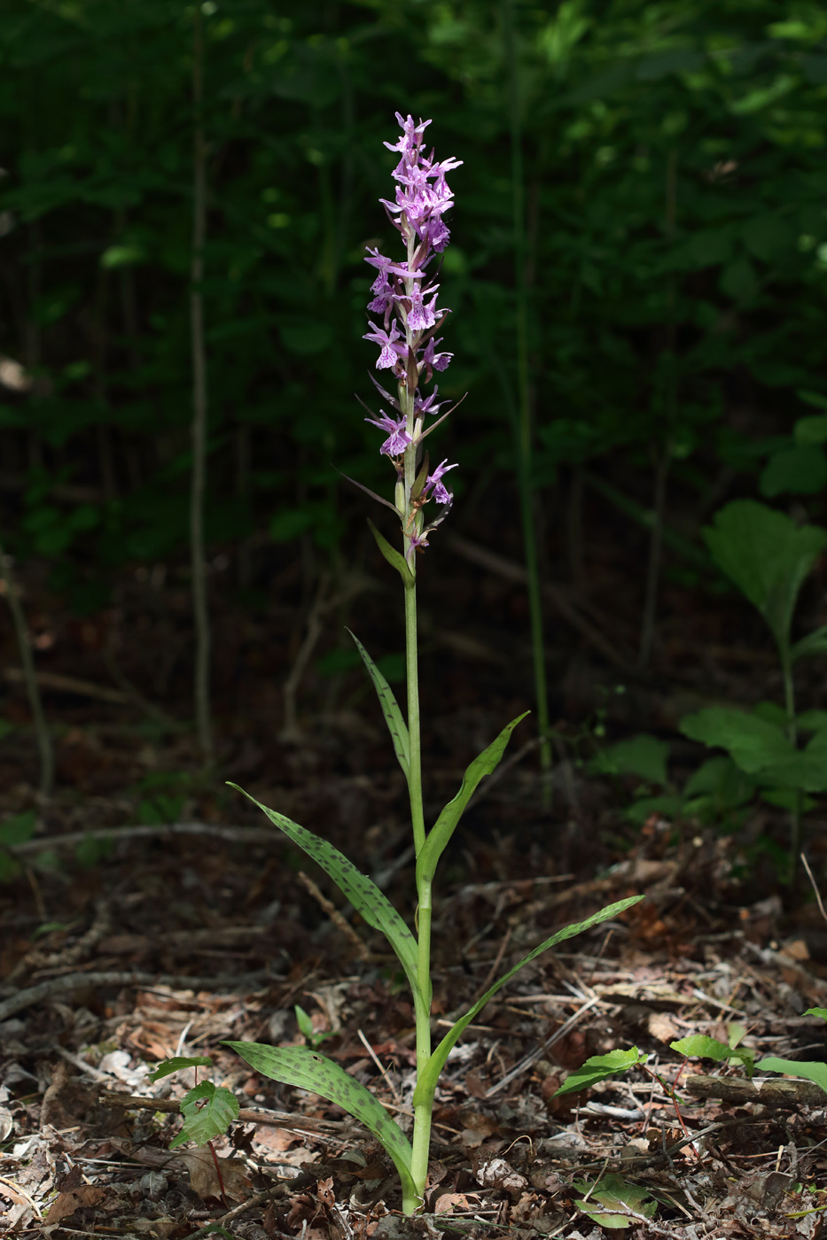 Изображение особи Dactylorhiza urvilleana.