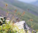 Festuca chionobia. Растение на каменной россыпи. Хабаровский край, р-н имени Лазо, гора Ко, выс. ≈ 1820 м н.у.м. 02.08.2026.