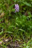 Dactylorhiza urvilleana