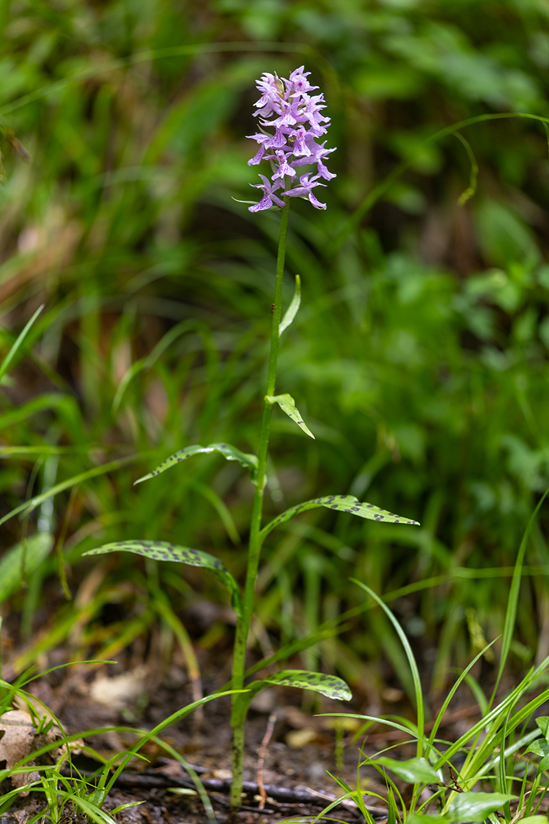 Image of Dactylorhiza urvilleana specimen.