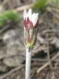 Leibnitzia anandria