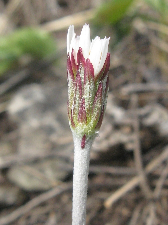 Image of Leibnitzia anandria specimen.