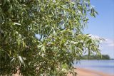 род Salix