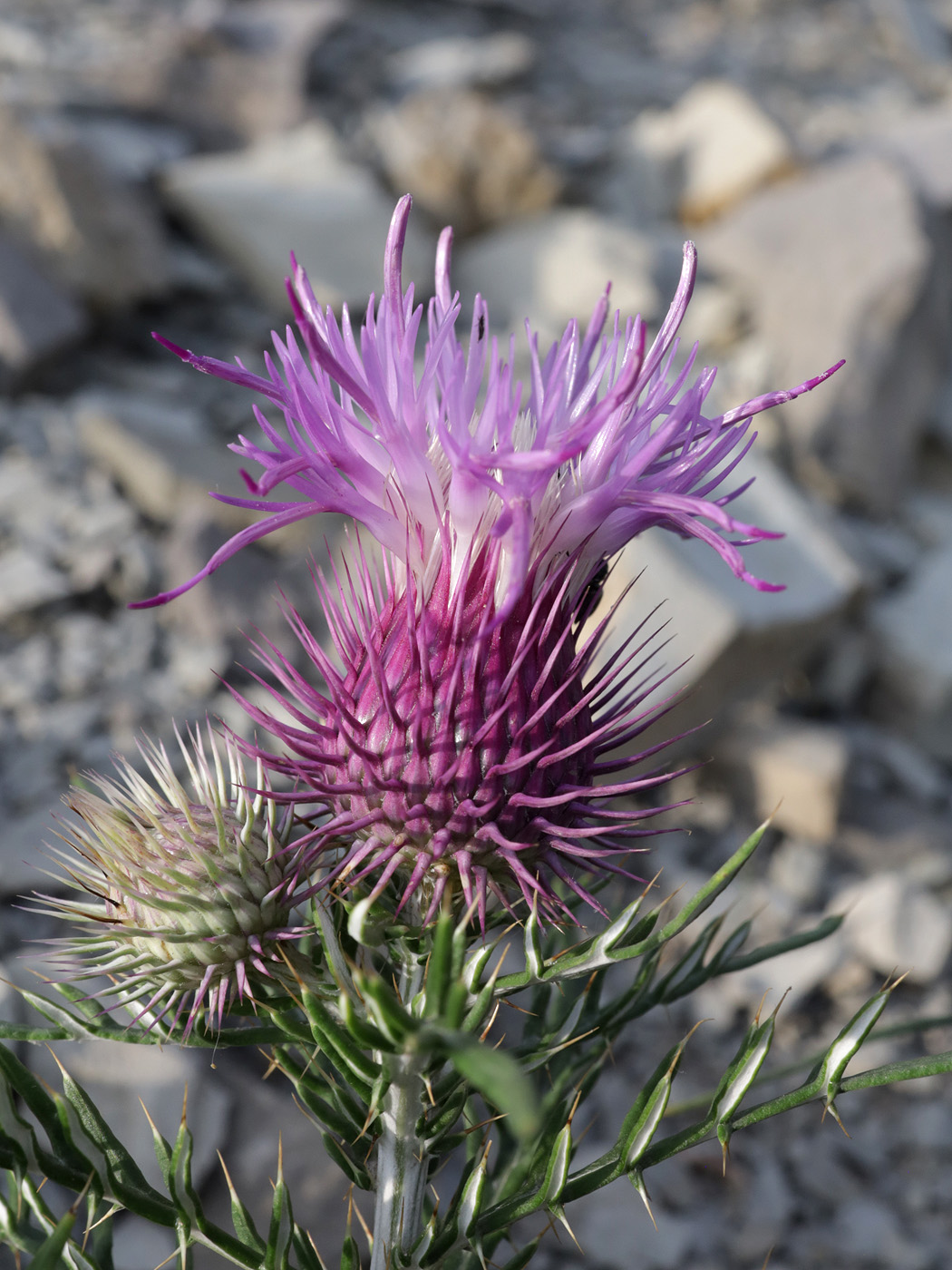 Image of Lamyra echinocephala specimen.