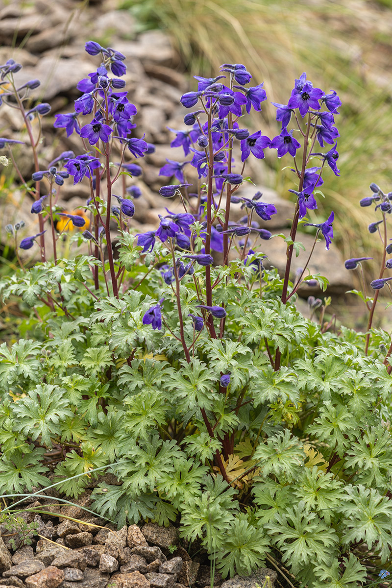 Image of Delphinium caucasicum specimen.