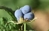 Rubus caesius. Верхушка веточки со зрелым плодом. Узбекистан, Ташкентская обл., зап. отр. Чаткальского хр., окр. кишлака Учтерак, зона отдыха «Дустлик». 26.09.2026.