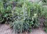genus Cousinia. Цветущее и бутонизирующее растение. Кыргызстан, Нарынская обл., Ак-Талинский р-н, 17 км к юго-западу от с. Кош-Дёбё, зап. отроги хр. Джамант-Тоо, выс. ~2500 м н.у.м., разнотравный горный луг. 07.07.2026.