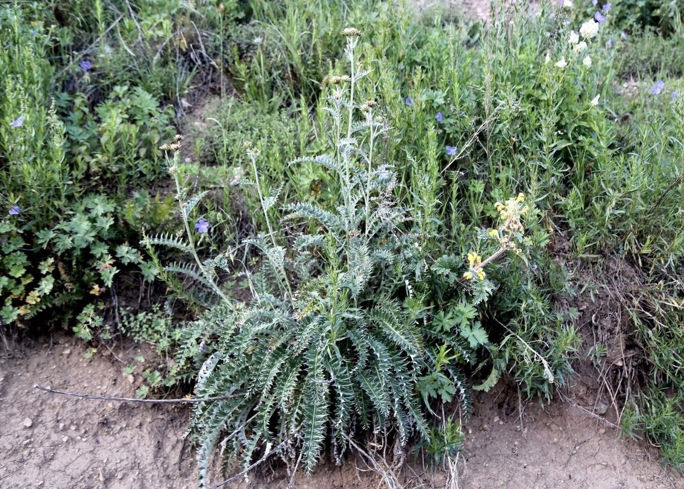 Image of genus Cousinia specimen.