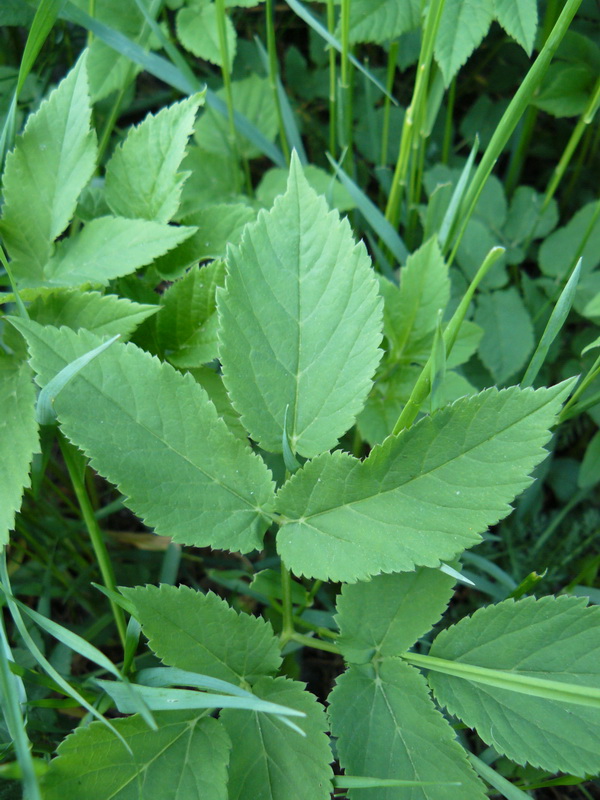 Image of Aegopodium podagraria specimen.