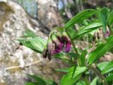 Lathyrus vernus