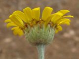 Anthemis tinctoria