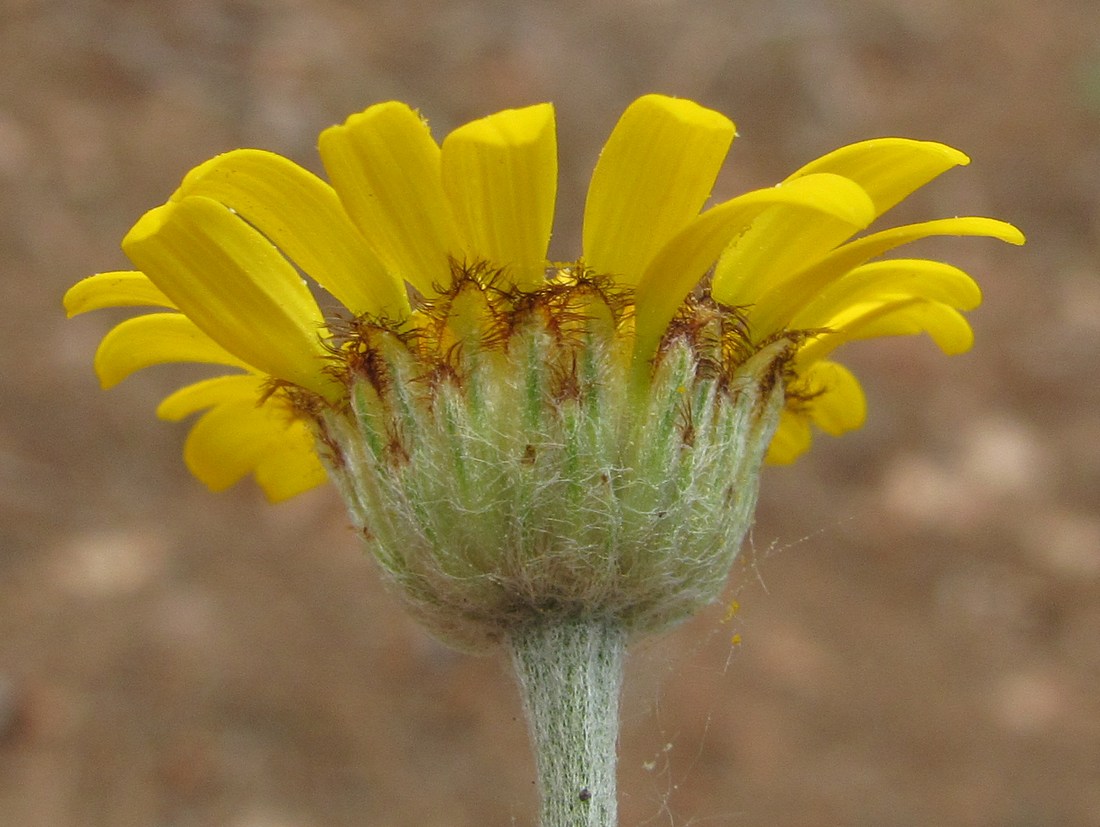 Image of Anthemis tinctoria specimen.