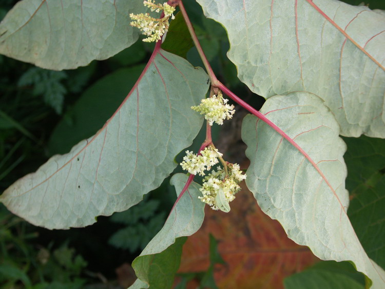 Изображение особи Reynoutria sachalinensis.