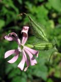 Silene noctiflora