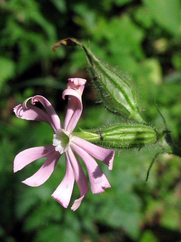 Image of Silene noctiflora specimen.