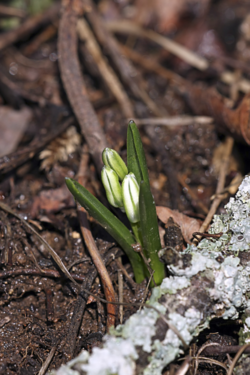 Изображение особи Scilla puschkinioides.