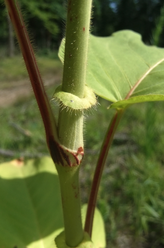 Изображение особи Persicaria orientalis.