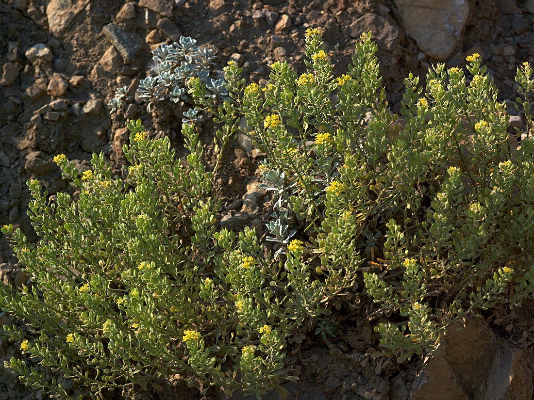Image of Odontarrhena tortuosa specimen.