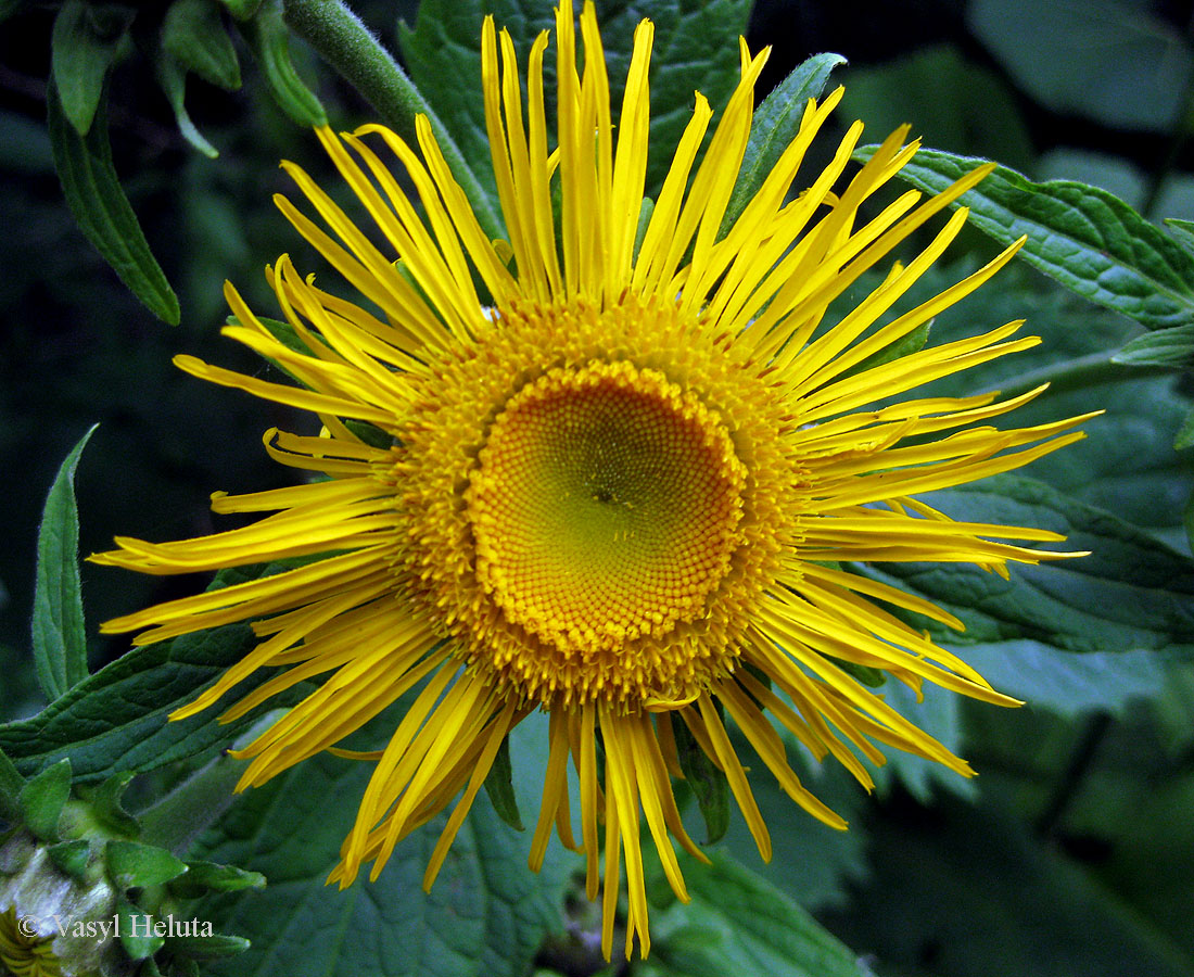 Изображение особи Telekia speciosa.