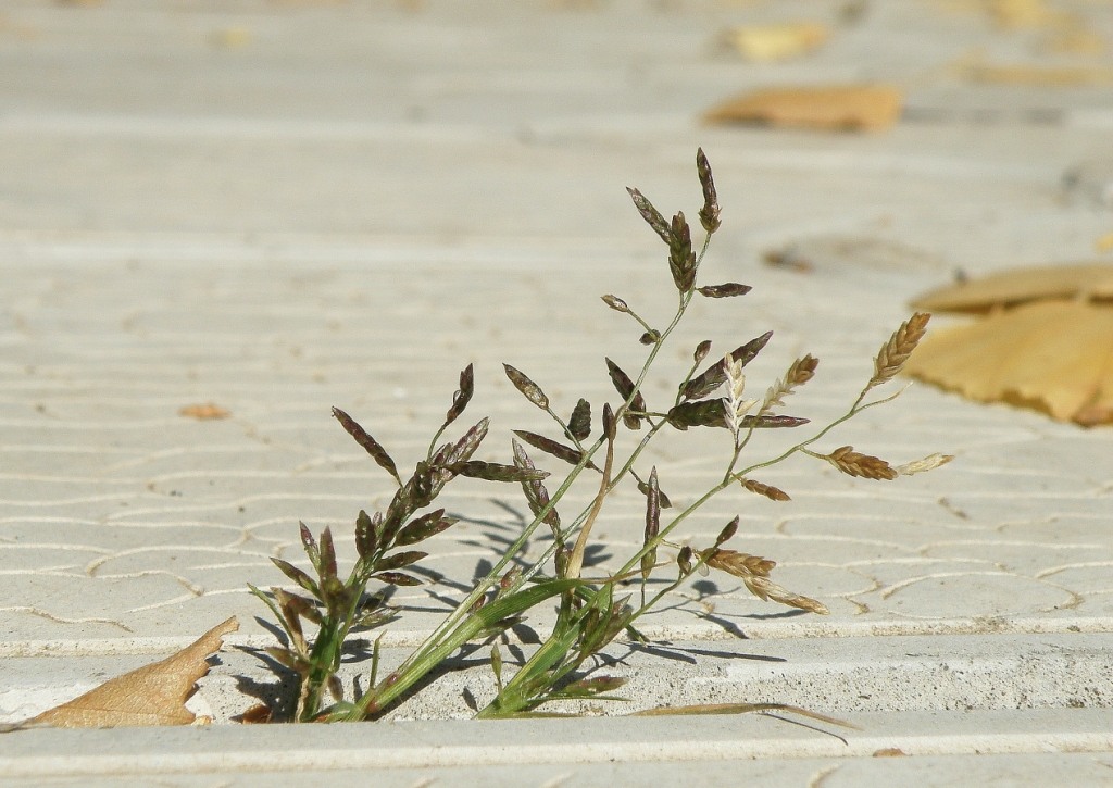 Изображение особи Eragrostis suaveolens.