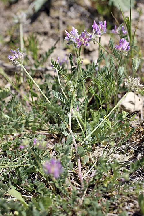 Изображение особи Astragalus sesamoides.