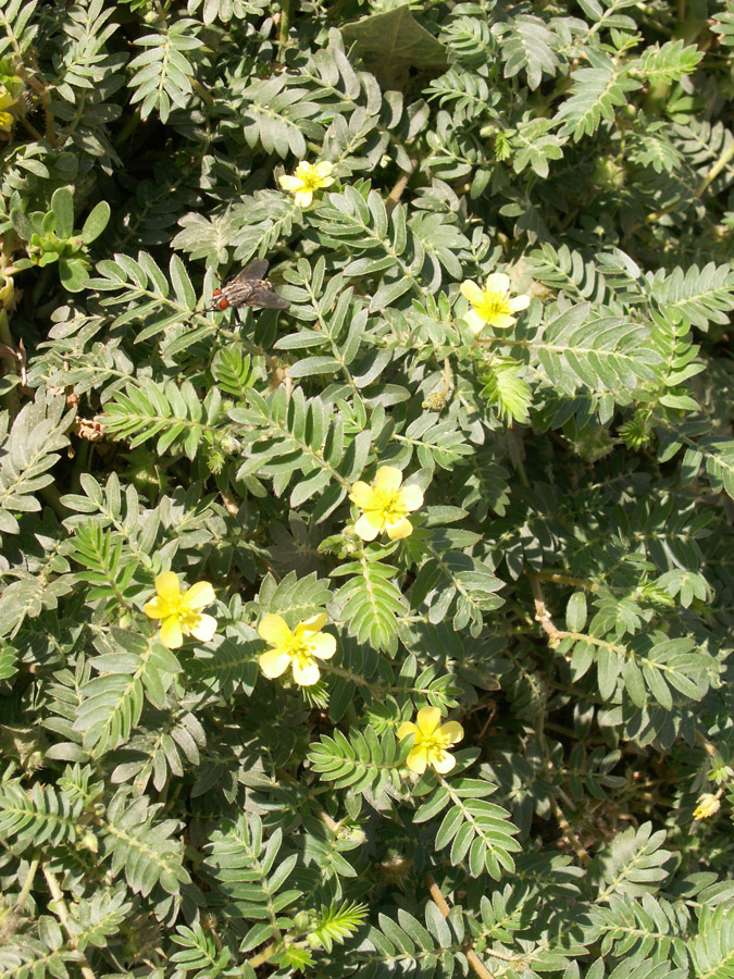 Изображение особи Tribulus terrestris.