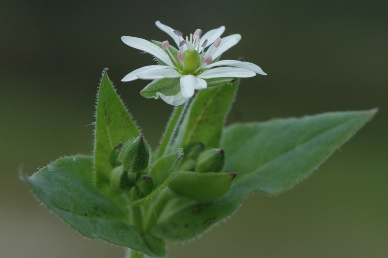 Изображение особи Myosoton aquaticum.