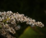 Solidago canadensis. Верхушка соплодия. Московская обл., Раменский р-н, окр. дер. Хрипань, садовый участок. 10.09.2011.