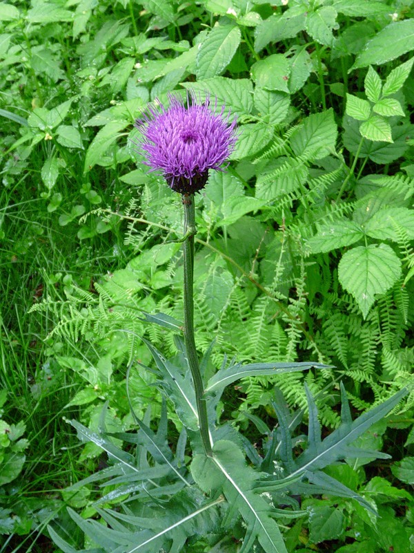 Image of Cirsium heterophyllum specimen.