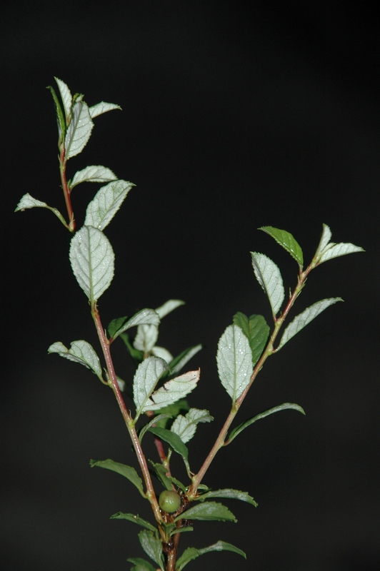 Image of Cerasus erythrocarpa specimen.