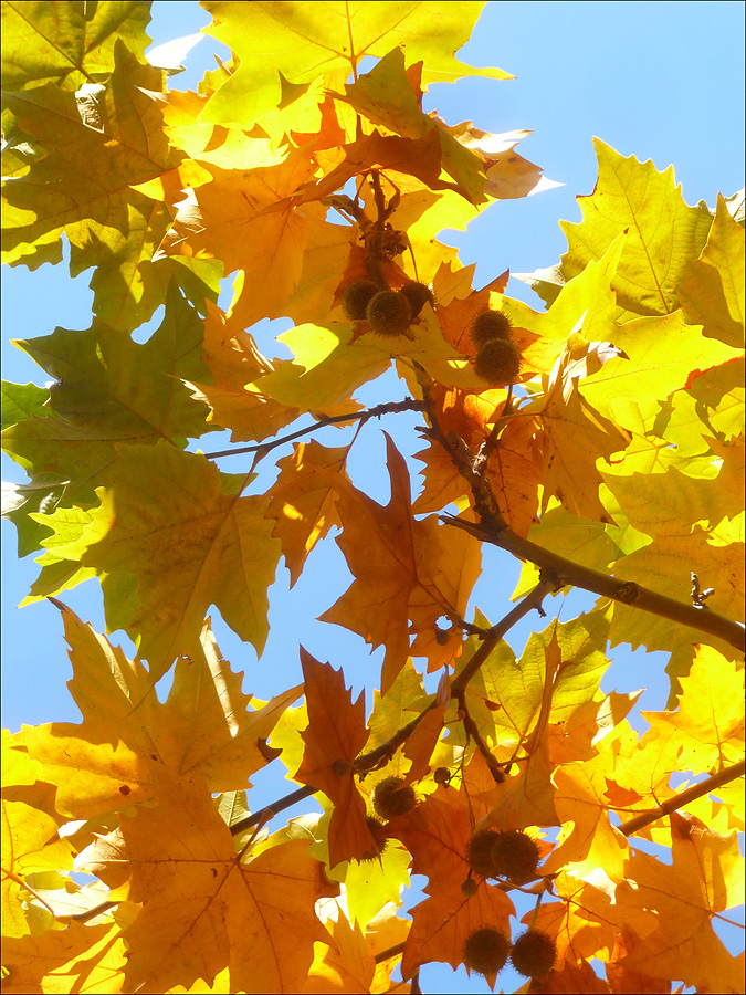 Изображение особи Platanus &times; acerifolia.