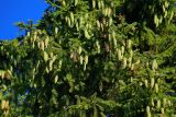 Picea abies. Часть кроны с молодыми шишками. Московская обл., Раменский р-н, окр. дер. Хрипань, смешанный лес. 06.09.2006.