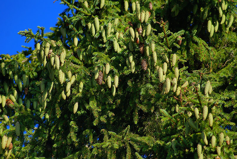 Image of Picea abies specimen.