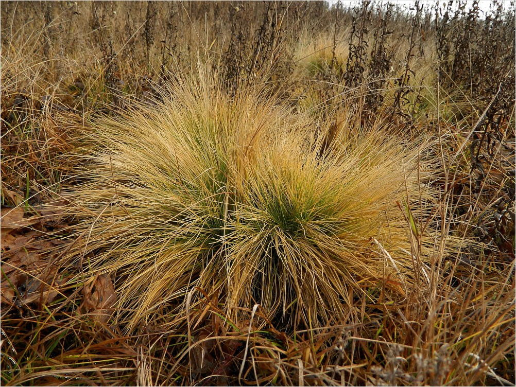 Изображение особи Nardus stricta.