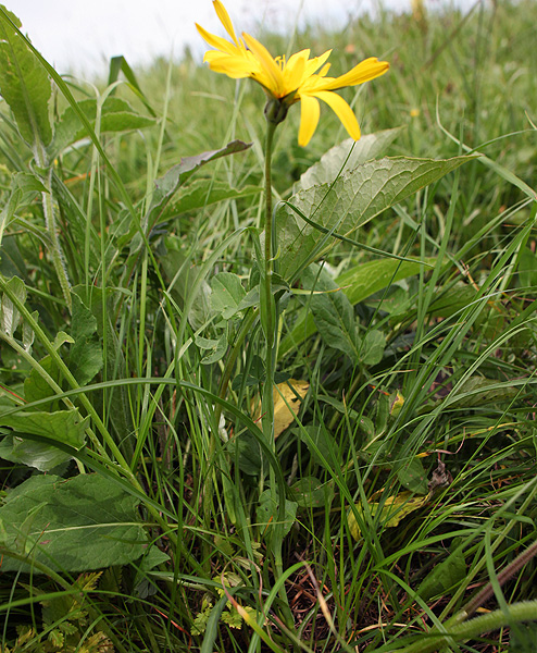 Изображение особи Tragopogon reticulatus.